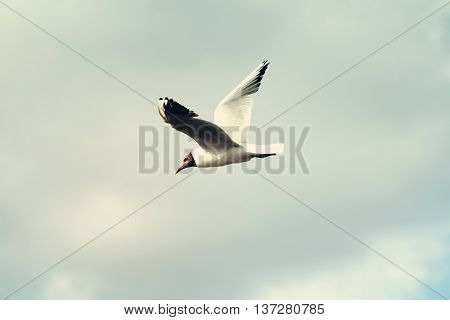 Gull Bird Flying In The Sky