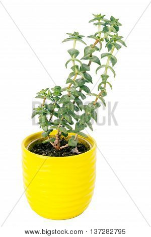 Small fresh green succulent in a little yellow pot isolated on white background