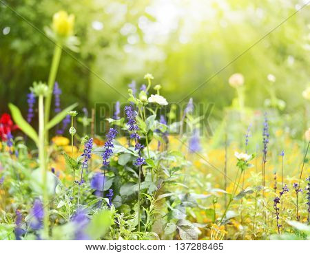 Flower meadow with selective focus on the foreground. Purple and yellow wildflowers on a meadow with sun and copy space.space. Nature background in springtime.