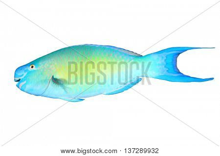 Tropical fish isolated: Parrotfish on white background