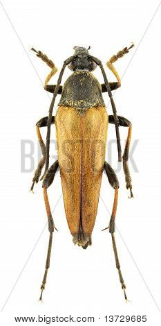 Etorofus Pubescens