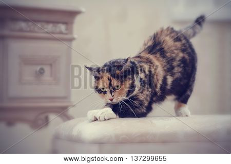 Multi-colored domestic cat with white paws sharpens claws.