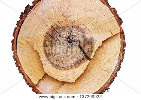 Close-up of a cross section of a tree stump showing aging circles, on white background