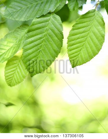Leaves and sun in a forest. Spring time in a mixed forest. Beech leaves with selective focus and copy space. Nature frame or nature background.