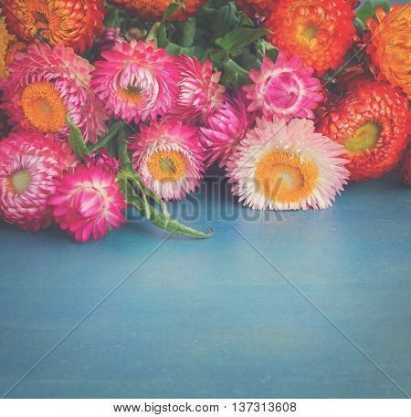 Bouquet of Everlasting flowers bouquet on blue table with copy space, retro toned