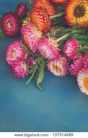 Bouquet of Everlasting flowers bouquet on blue table, retro toned