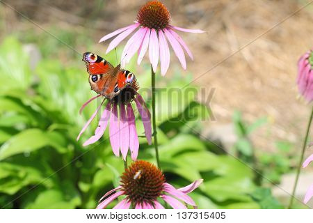 Mahaon Butterfly Sitting In The Middle Of Three Pink Flowers Of Echinacea