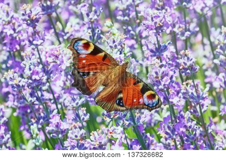 European Peacock Butterfly on the Lavender Flowers
