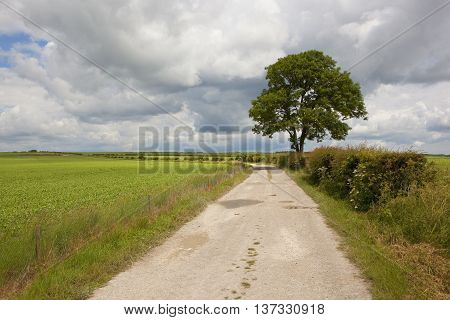 Bridleway And Ash Tree