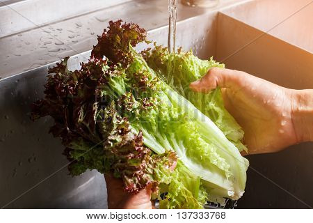 Man's hands washing lettuce leaves. Water flowing on red lettuce. Part of vegetarian snack. Fresh gift of nature.