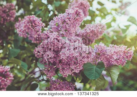 Floral spring purple lilac flower in sunlight background. Summer park outdoor abstract nature. Bloom macro pink flowers concept soft film tonal. Eco organic and beauty season concept.