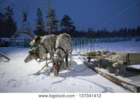 Sami reindeer team in the Sami tent polar night