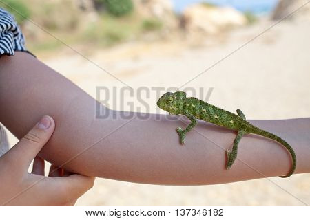 Green chameleon walks on the hand. Close up
