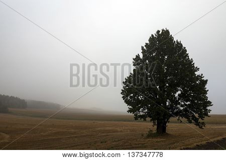 One Tree Growing In The Field, Photographed Close Up In The Fog, Autumn