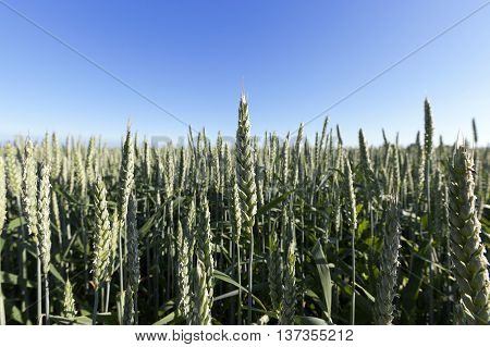 photographed immature green grass in the summer, blue sky