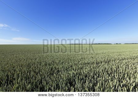 photographed immature green grass in the summer, blue sky