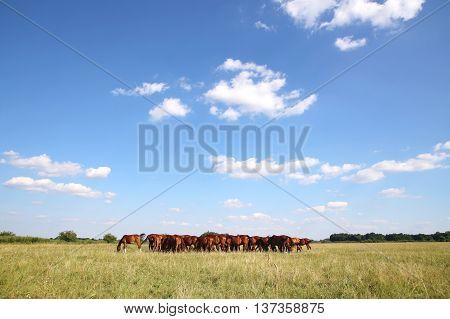 Panoramic View Of Herd Of Horses When Grazing On Meadow