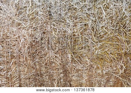 Dry golden yellow straw closeup. Farming harvest background. Agricultural pressed thatch wall texture. Abstract natural pattern