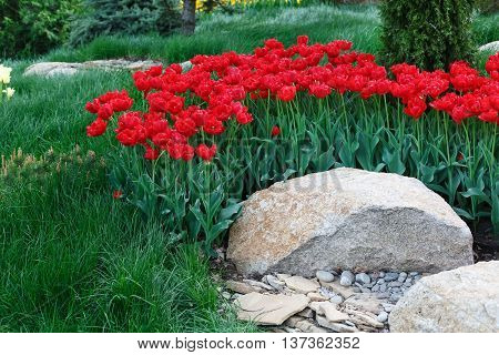 Beautiful scarlet red tulips flowerbed and stone rocks. Plenty of flowers background. Summer garden landscape design.