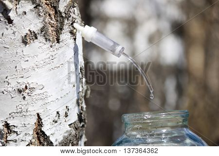 Collecting juice from birch how to get birch juice