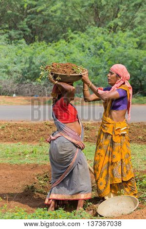Chettinad India - October 18 2013: In Soorakudi hamlet a group of women employed in the NREGA scheme clean the side of the road. One woman puts a basin with dirt on top of the head of other woman.