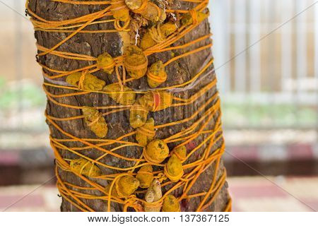 Tamil Nadu India - October 18 2013: Young unmarried women tie turmeric-string with pebble around trunk of bael tree to enhance their chances to get a husband. At Shiva temples and here at Pillayarpatti Karpaga Vinayagar temple.