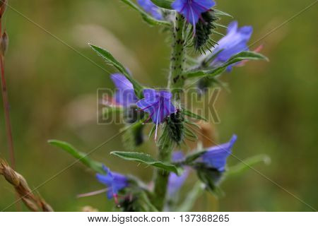 Flowers of a blueweed or viper bugloss (Echium vulgare)