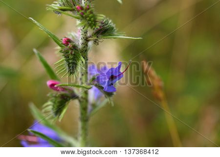 Flowers of a blueweed or viper bugloss (Echium vulgare)