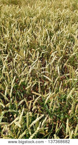 Texture of wheat before harvest. Fields of wheat.