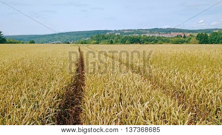 Tracks going through a golden field of wheat.