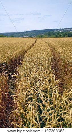 Tracks going through a golden field of wheat.