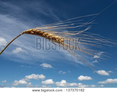 barley. ear of corn on field before harvest