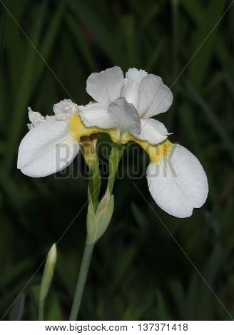 Iris albicans, also known as the cemetery iris, white cemetery iris, or the white flag iris, is a species of iris which was planted on graves in Muslim regions..