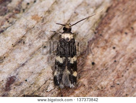 Oegoconia quadripuncta micro moth. Small insect in the family Autostichidae seen from above with long labial palps visible