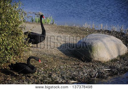 Two black swans on the edge of a pond within Chenshan Botanical Garden in Shanghai China.