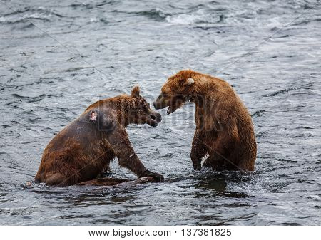 Wild grizzly bears fishing for salmon in Katmai National Park, Alaska, USA. Alaska's Kenai River offers silver, pink, red, and king salmon from May through October.