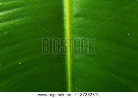 Texture Of Green Leaf Light Background, Closeup