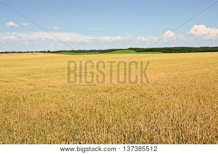 Wheat farmland in summer, agriculture in eastern Europe