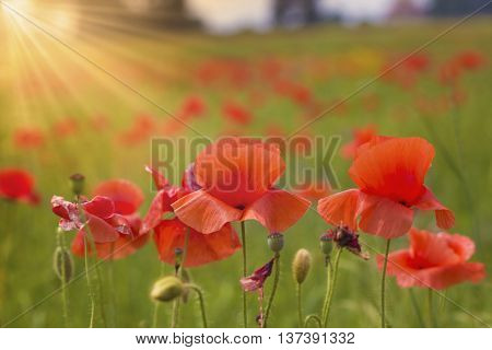 Red poppy flowers under dummer sun rays