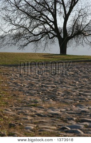Albero