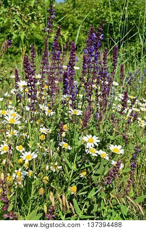 Wild flowers in the field in summertime