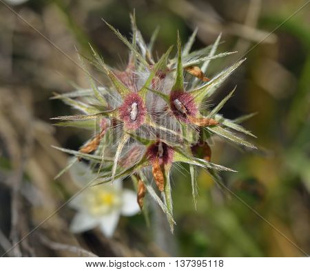 Star Clover - Trifolium stellatum Common Wild Flower in Cyprus