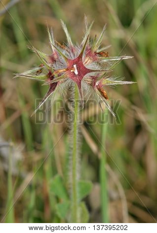 Star Clover - Trifolium stellatum Common Wild Flower in Cyprus