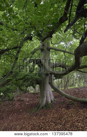 Old Beech Tree in woodland - Fagus sylvatica