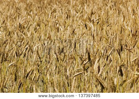 Agricultural field on which grow up ready to harvest ripe yellow cereals