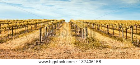 yellow Vineyard in Barossa Valley. South Australia.