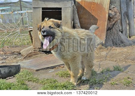 A close up of the young yellow barking dog.