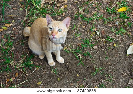 white color cat thai on grond floor