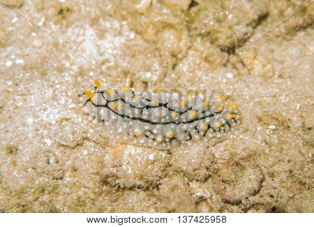 closed up the nudibranch in Myanmar divesite
