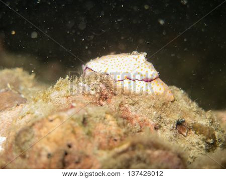 closed up the nudibranch in Myanmar divesite